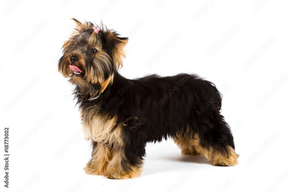 yorkie isolated yorkie isolated