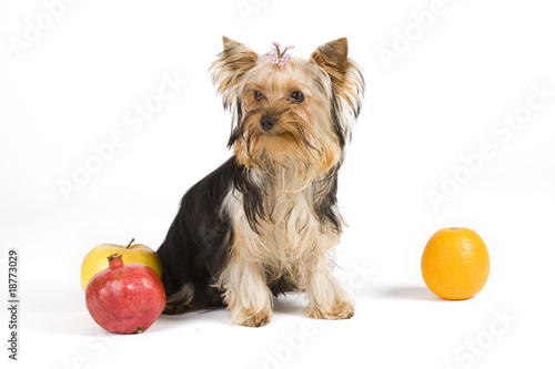 Konstfotografi dog