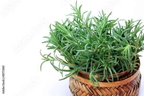 rosemary