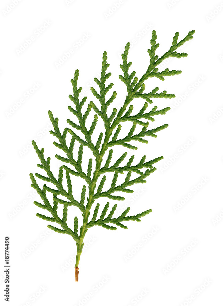 Fototapeta premium green leaf manually isolated on white