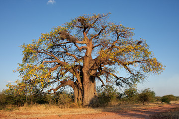 Leinwandbilder Baobab Afrikanischer Baobab im südlichen Afrika  © EcoView
