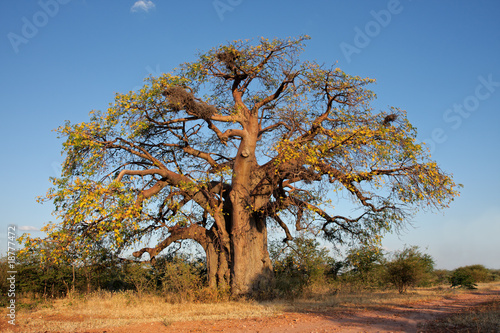African baobab tree (Adansonia digitata), southern Africa