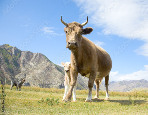 An adult cow and calf