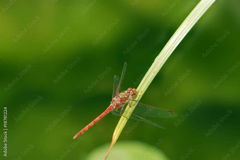 Dragonfly Dragonfly
