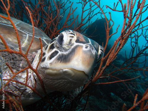 Suppenschildkröte, Grüne Meeresschildkröte (Chelonia mydas)