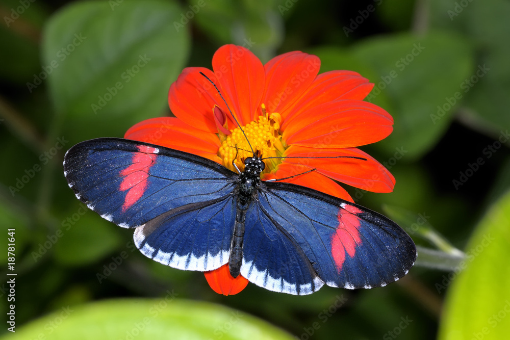Fototapeta premium red postman, heliconius erato