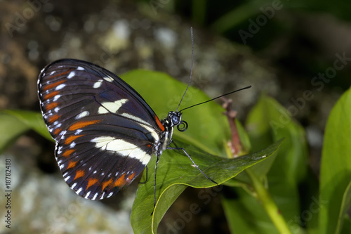 heliconius atthis