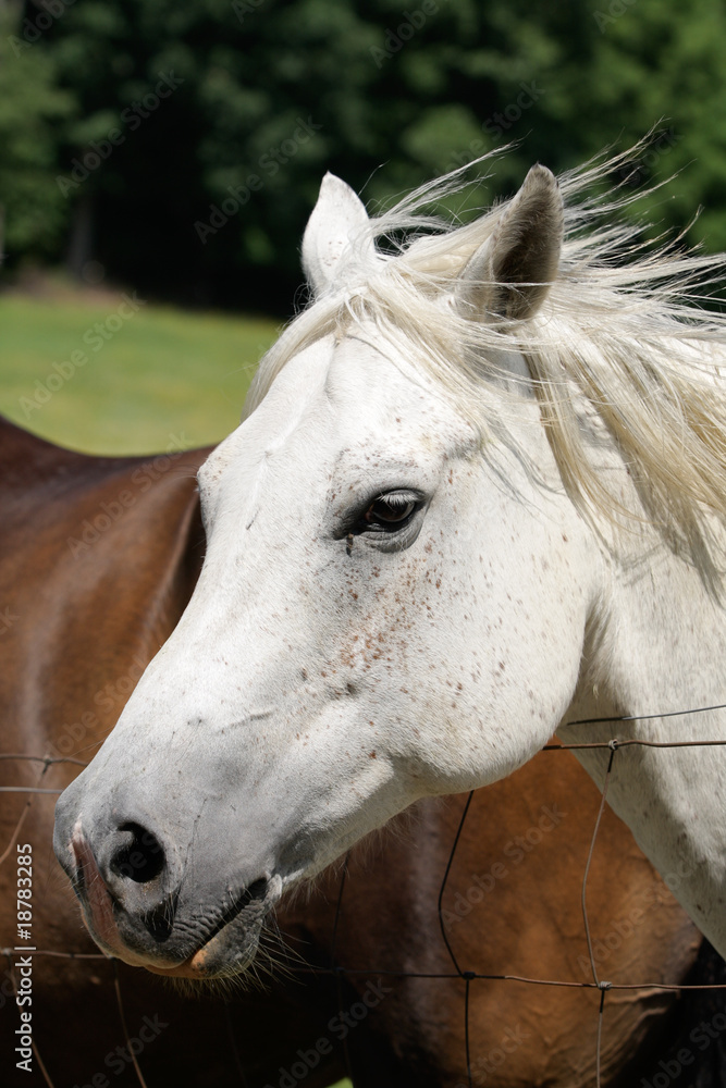 Fototapeta premium White Horse in Field