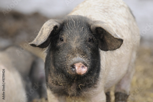 Ferkel (Schwäbisch-Hällisches-Schwein)