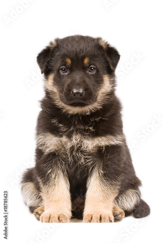 Black sheepdogs puppy isolated on white background