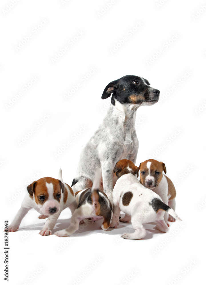 femelle jack russel terrier et ses chiots femelle jack russel terrier et ses chiots