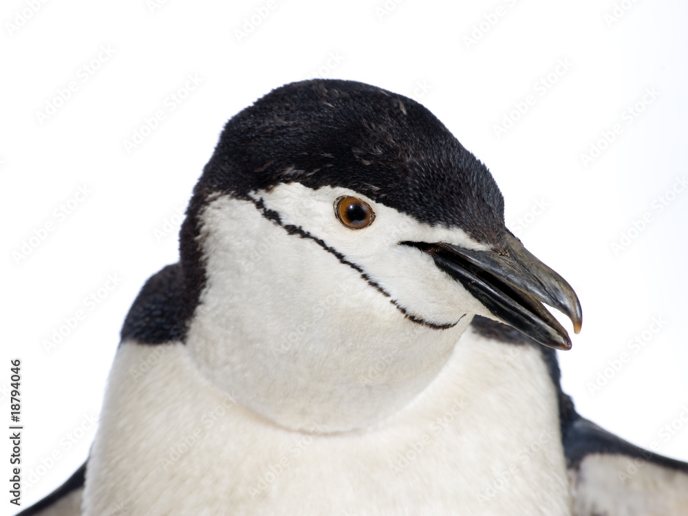 Naklejka premium penguin