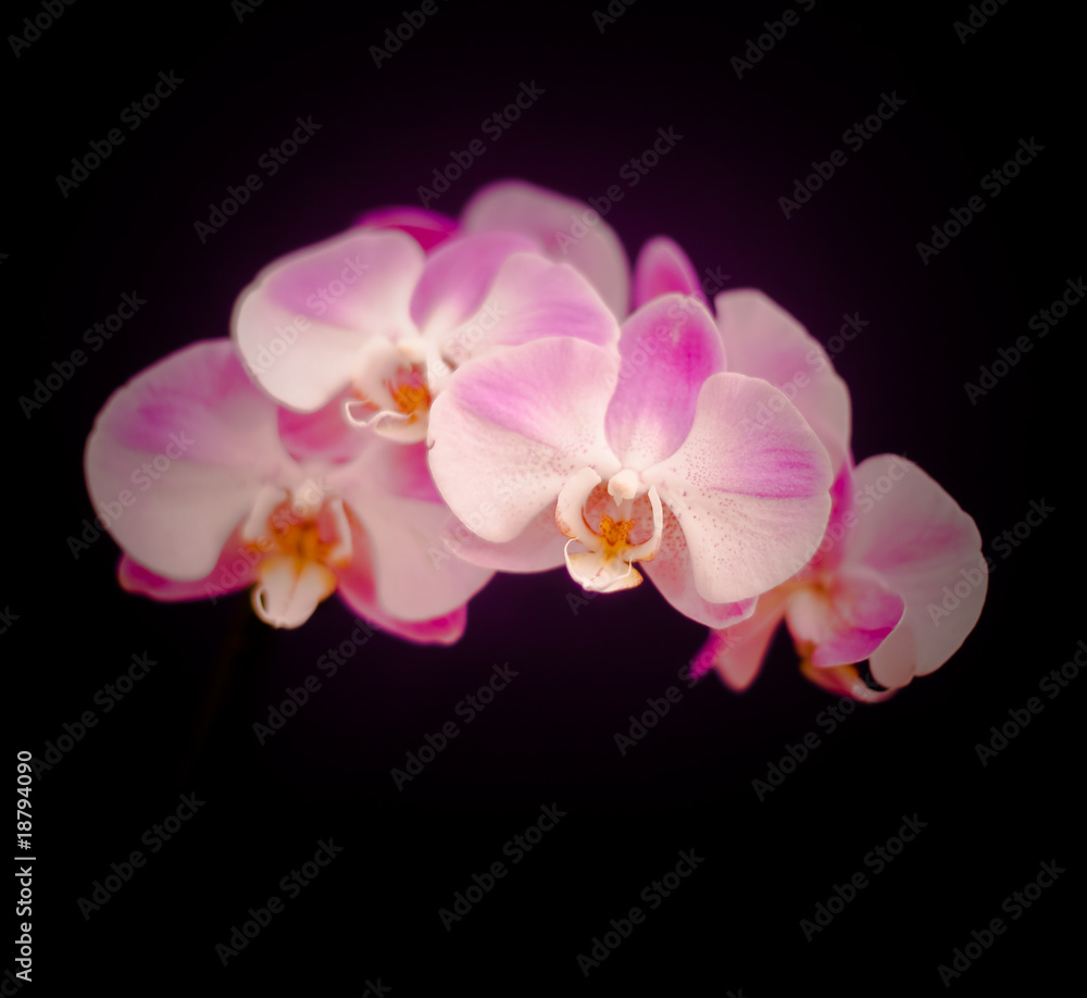 Fototapeta premium Orchidee