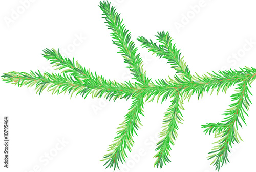Fir tree branch