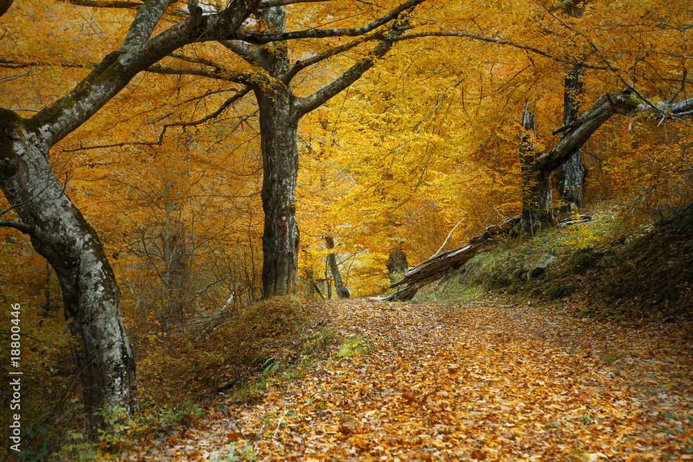 Obraz premium Autumn scene