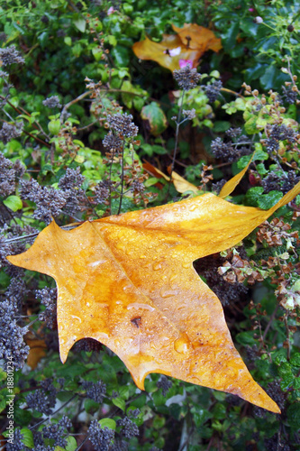 chute des feuilles en automne