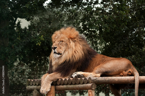 Lion apparently sleeping