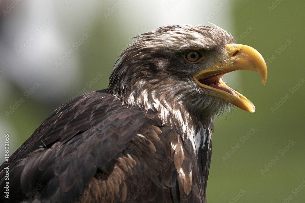 Steinadler Steinadler