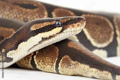 königspython python regius