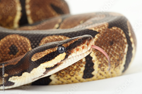königspython  python  regius © Daniel Nimmervoll