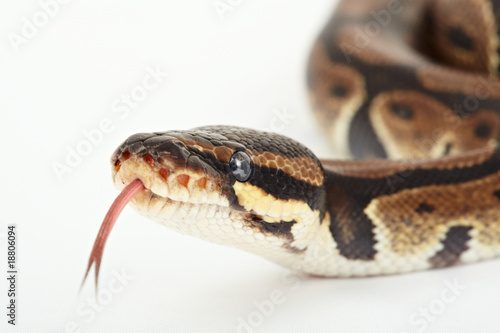 königspython python regius