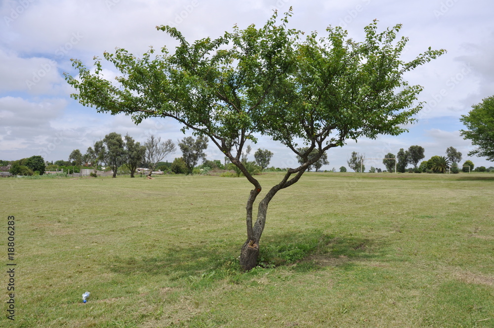 árbol de ciruelas Stock Photo | Adobe Stock