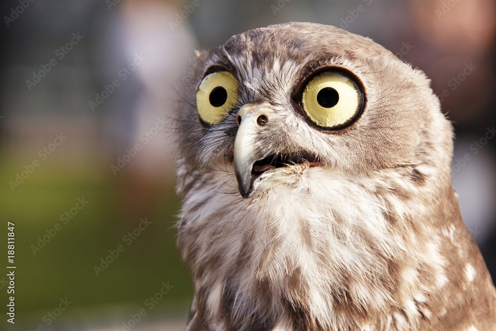 Fototapeta premium Barking Owl