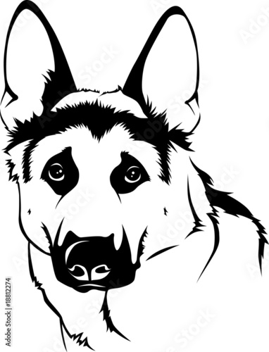 German Shepherd Dog - Portrait