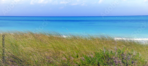 Tropical sea and green grass