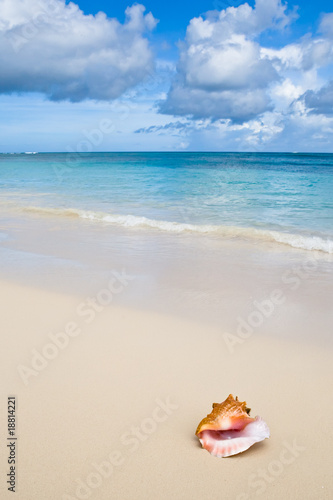 Beige shell on white sand beach near blue ocean
