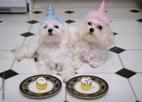Happy birthday puppies!