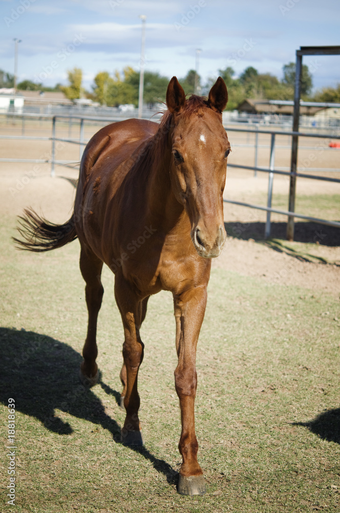 Fototapeta premium Brown horse on ranch
