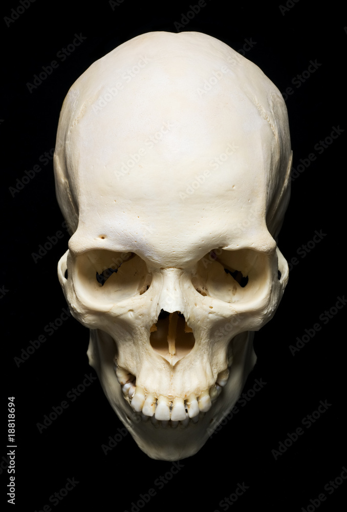 Obraz premium Skull