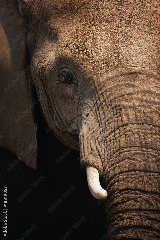 Fototapeta premium Elephant close-up