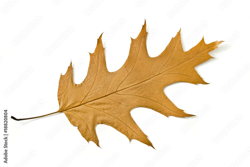 Beautiful Autumn. Yellow maple leaf Isolated Beautiful Autumn. Yellow maple leaf Isolated