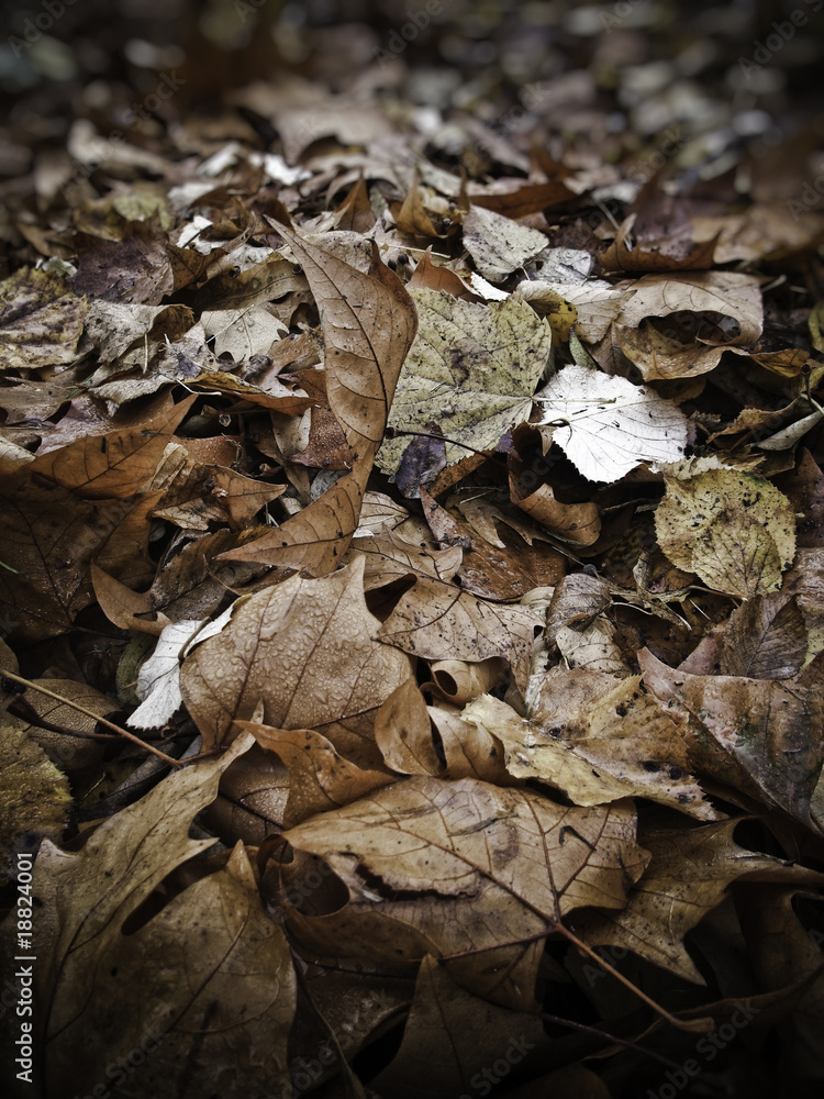 Feuilles en automne