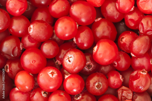 Fotografie cowberry