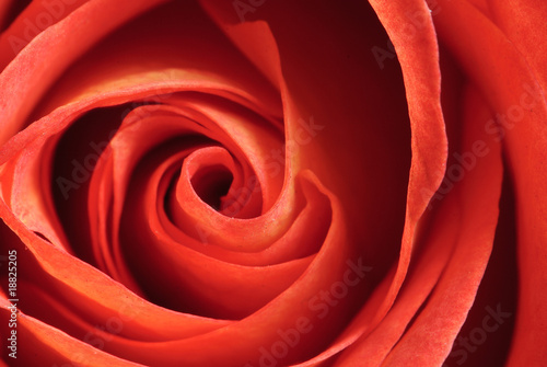 Wallpaper Mural rose Torontodigital.ca