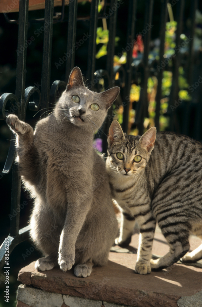 chat bleu russe et mau égyptien sur les marches d'escalier chat bleu russe et mau égyptien sur les marches d'escalier