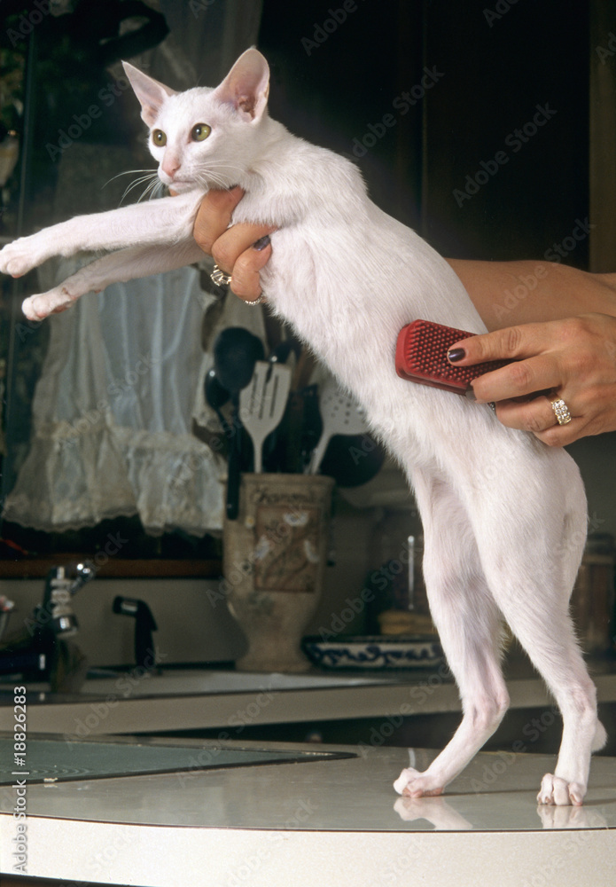 Toilettage D Un Chat Oriental Blanc Pour Enlever Poil Mort Stock Photo Adobe Stock