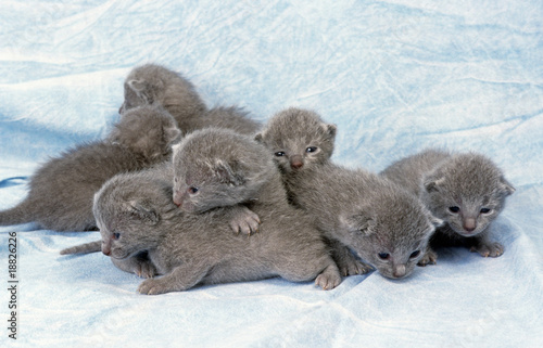 portée de chatons bleu russe serrés les uns contre les autres photo