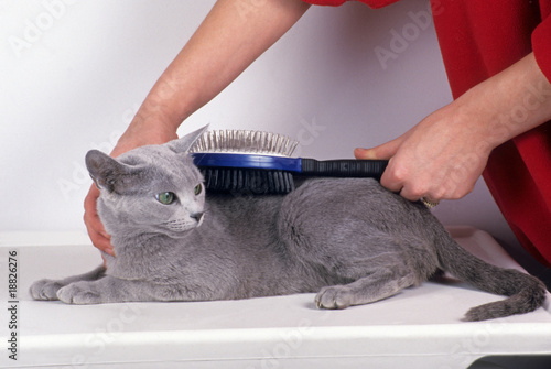 toilettage d'un chat bleu russe par sa maîtresse - intérieur photo