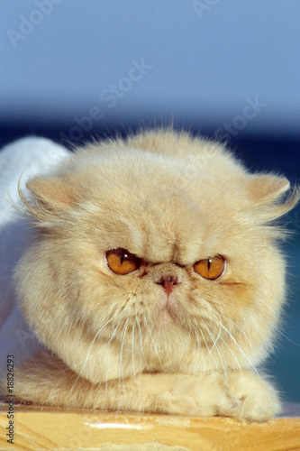chat persan de face aux yeux orange et à l'air méchant
