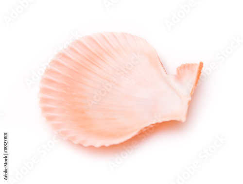 Sea shells isolated