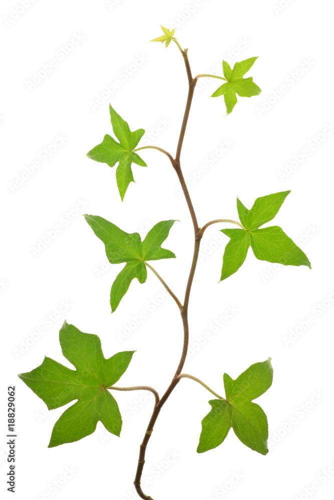 Hedera helix 'Ritterkreuz' Hedera helix 'Ritterkreuz'