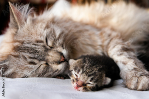 Cat and her kitten hugs