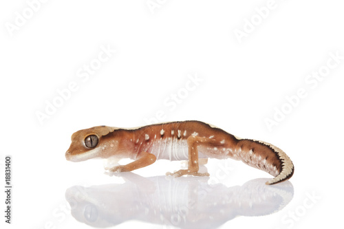 Fine-faced Gecko