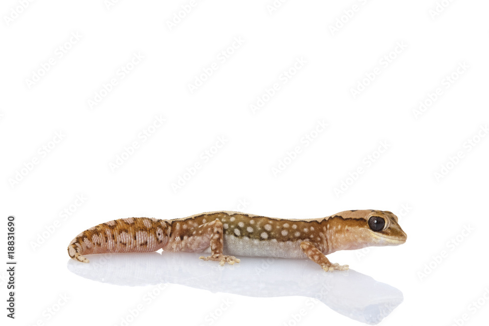Naklejka premium Wheat-belt Stone Gecko