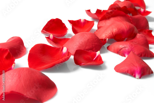 Petals of a rose  on a white background.