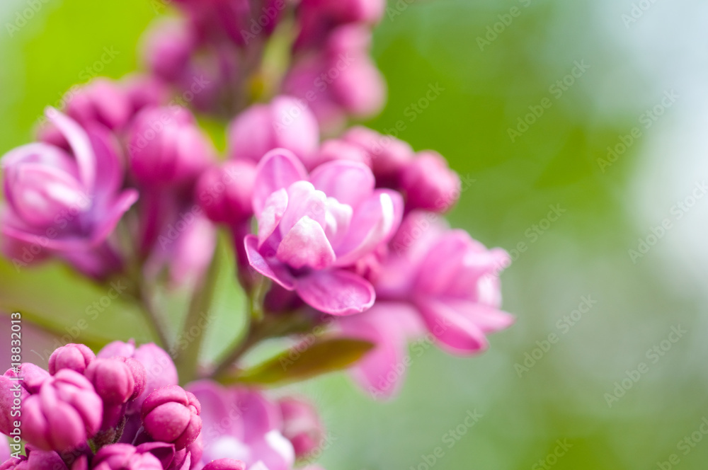 Lilac with leaves